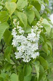 Lilas blanc